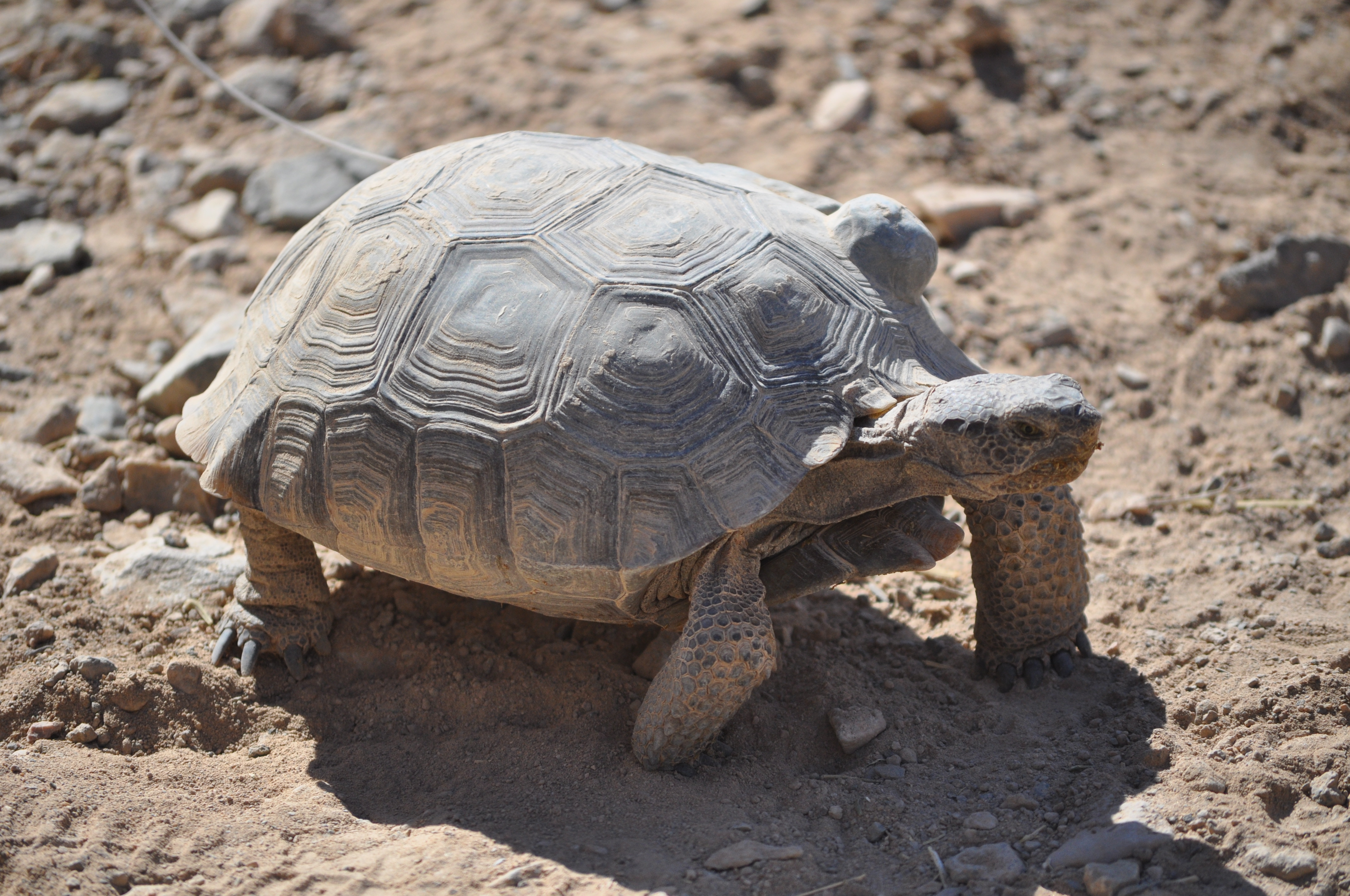 Image result for tortoise in the desert