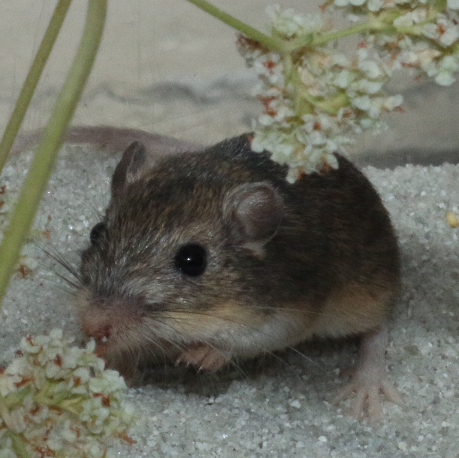 Big Data on a Little Pocket Mouse | San Diego Zoo Institute for