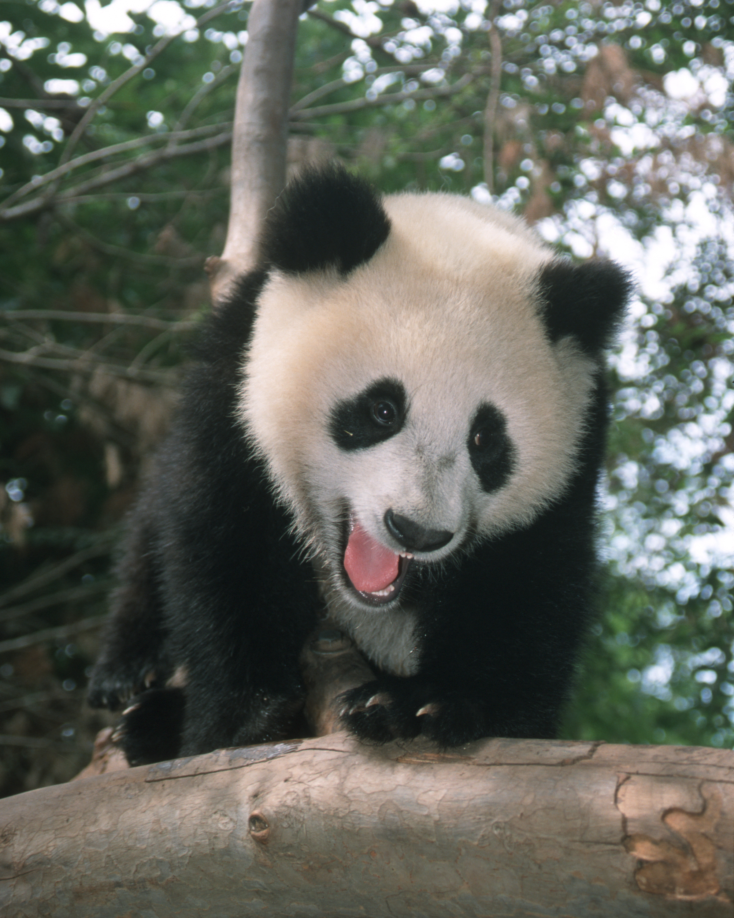 An Enduring Conservation Legacy The San Diego Zoo Panda