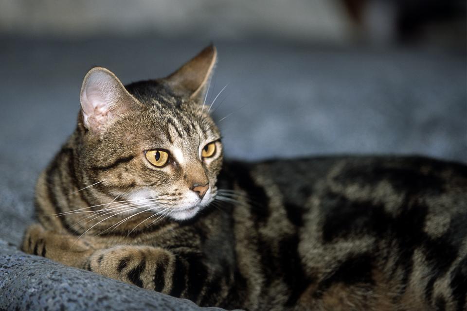 Domestic Cat | San Diego Zoo Institute for Conservation Research