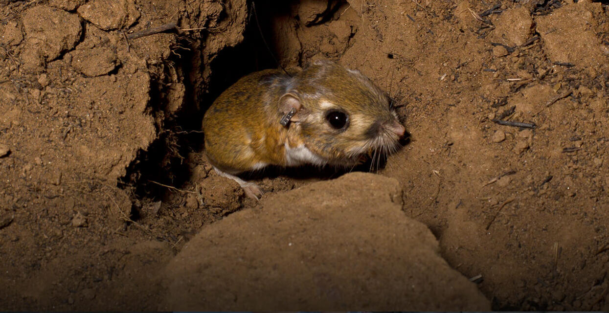 Image result for rat digging